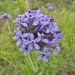Pentanisia prunelloides prunelloides