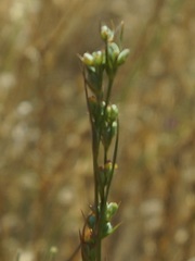 Bupleurum affine