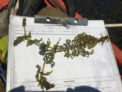 Potamogeton richardsonii