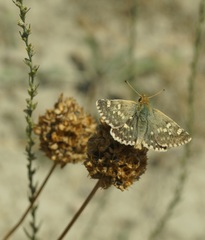 Muschampia proteides