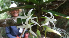Cyrtorchis arcuata arcuata