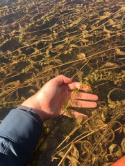 Potamogeton richardsonii
