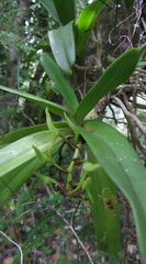 Cyrtorchis arcuata arcuata
