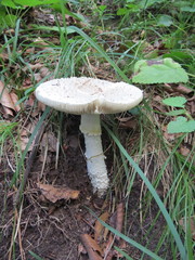 Amanita solitaria