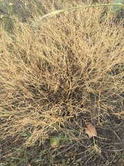 Brassica elongata