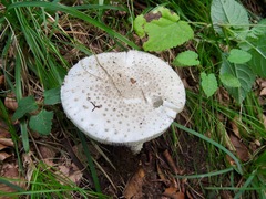 Amanita solitaria