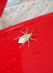 Compsus viridivittatus