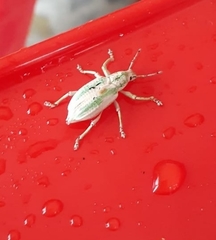 Compsus viridivittatus