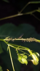 Impatientinum asiaticum
