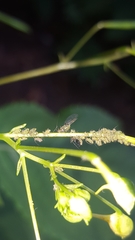 Impatientinum asiaticum