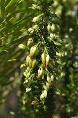 Erica intermedia intermedia