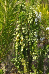 Erica intermedia intermedia