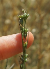 Bupleurum affine