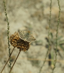 Muschampia proteides