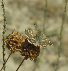 Muschampia proteides