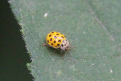 Psyllobora vigintiduopunctata