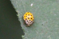 Psyllobora vigintiduopunctata