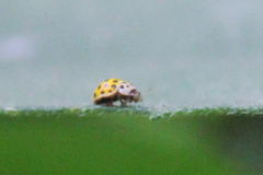 Psyllobora vigintiduopunctata