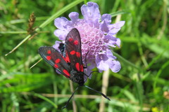 Zygaena filipendulae