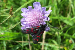 Zygaena filipendulae