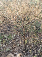 Brassica elongata