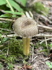 Hygrocybe caespitosa