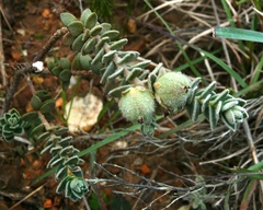 Clutia tomentosa