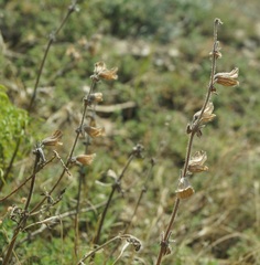 Salvia scabiosifolia