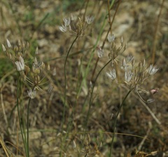 Allium moschatum