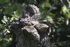 Certhia brachydactyla