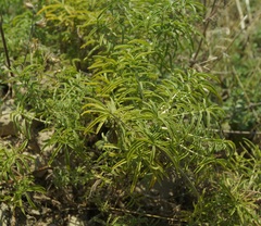 Salvia scabiosifolia