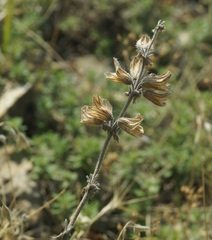 Salvia scabiosifolia