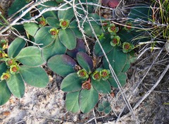 Euphorbia ecklonii