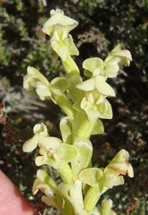 Pterygodium volucris