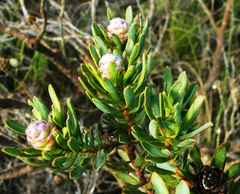 Leucadendron modestum