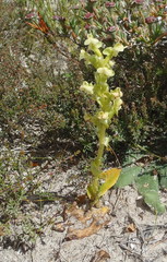 Pterygodium volucris