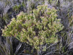 Leucadendron modestum