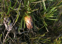 Protea longifolia