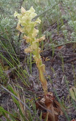 Pterygodium volucris