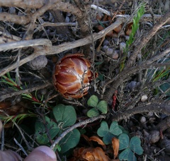 Protea subulifolia
