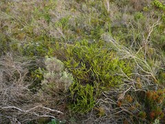 Protea subulifolia