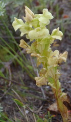 Pterygodium volucris