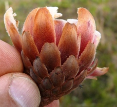 Protea subulifolia