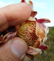 Protea subulifolia