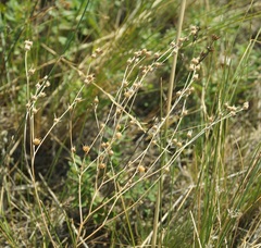 Linum tenuifolium