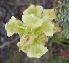 Pterygodium volucris