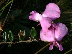 Podalyria biflora