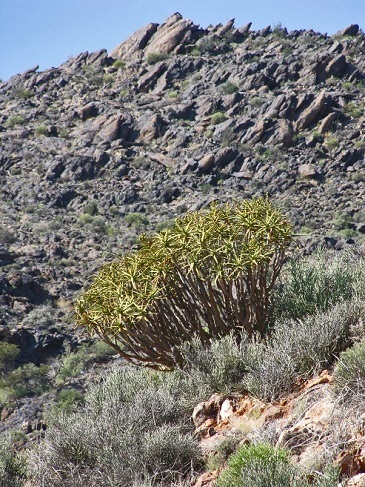 Aloidendron ramosissimum image