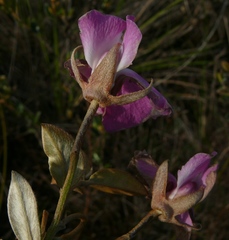 Podalyria biflora