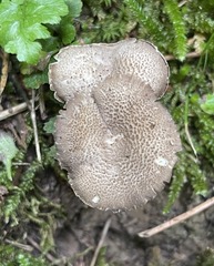 Hygrocybe caespitosa